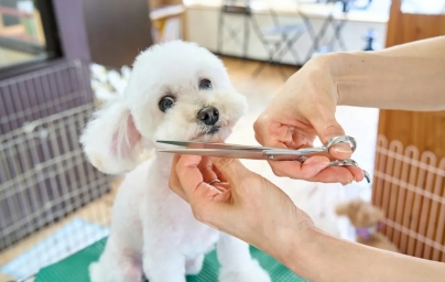 家庭美容刚需!宠物“洗剪吹”设备差异化突围策略